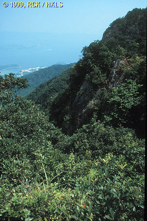a view of the wooded Ma On Shan slopes