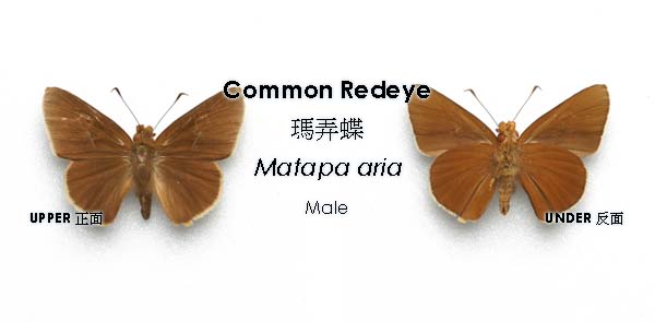 Common Redeye - 瑪弄蝶- Matapa aria