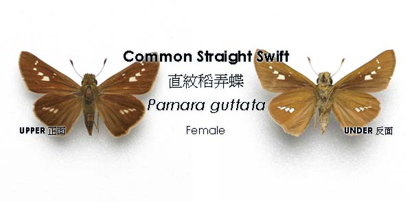 Common Straight Swift - 直紋稻弄蝶- Parnara guttata